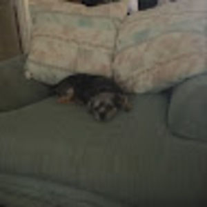 Meet your Posher, Janet